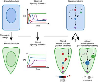 Mechanistic Model of Signaling Dynamics Across an Epithelial Mesenchymal Transition